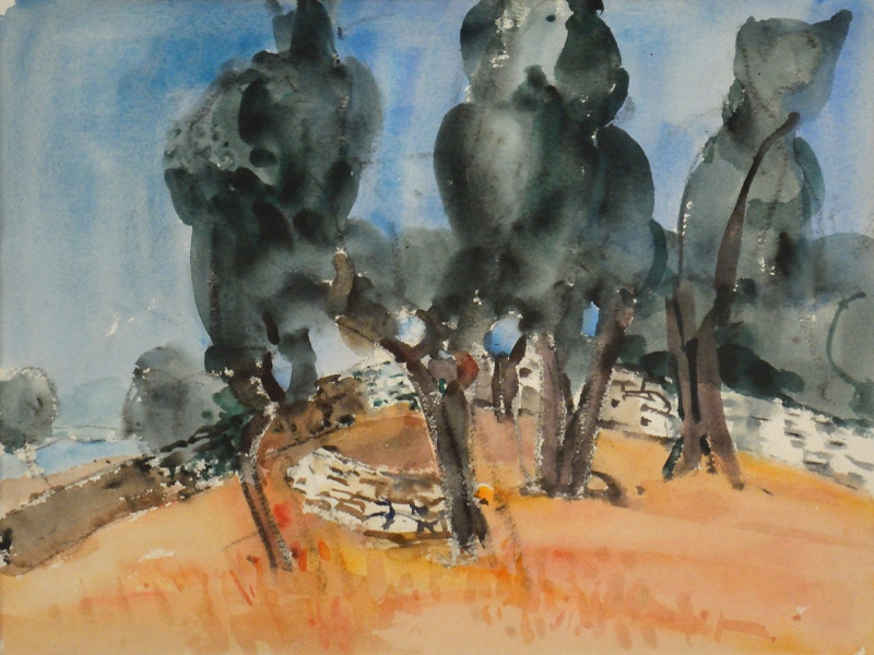 Olivenbäume bei Saturnia